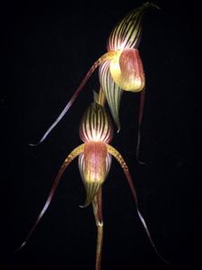 Paphiopedilum adductum