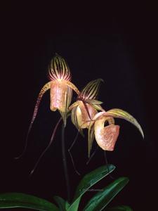 Paphiopedilum adductum