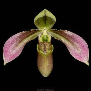 Paphiopedilum appletonianum