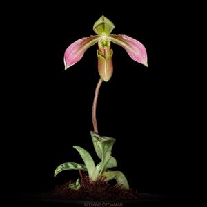 Paphiopedilum appletonianum