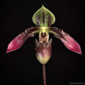 Paphiopedilum appletonianum