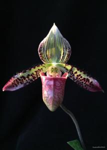 Paphiopedilum argus