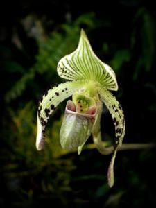 Paphiopedilum argus