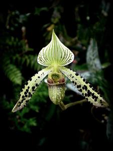 Paphiopedilum argus