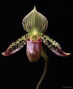 Paphiopedilum argus