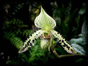 Paphiopedilum argus