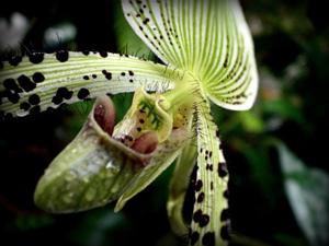 Paphiopedilum argus