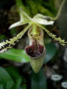 Paphiopedilum argus