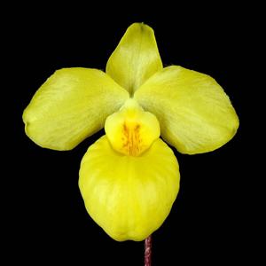 Paphiopedilum armeniacum