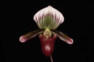 Paphiopedilum barbatum