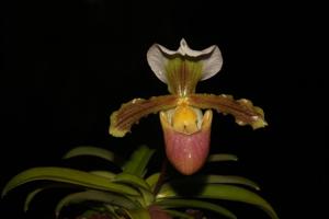 Paphiopedilum barbigerum