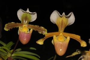 Paphiopedilum barbigerum