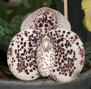 Paphiopedilum bellatulum