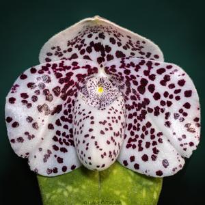 Paphiopedilum bellatulum