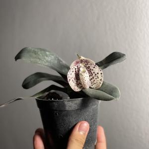 Paphiopedilum bellatulum