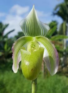 Paphiopedilum violascens var. bougainvilleanum