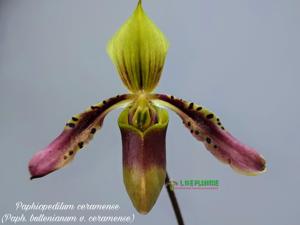 Paphiopedilum bullenianum