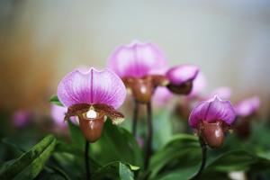 Paphiopedilum charlesworthii