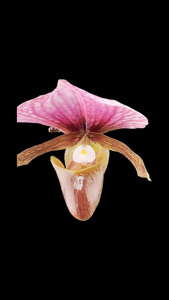 Paphiopedilum charlesworthii