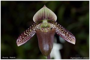 Paphiopedilum ciliolare