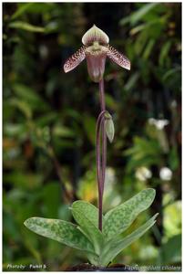 Paphiopedilum ciliolare