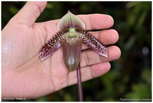 Paphiopedilum ciliolare