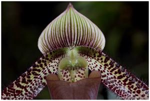 Paphiopedilum ciliolare