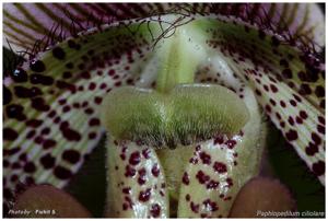 Paphiopedilum ciliolare