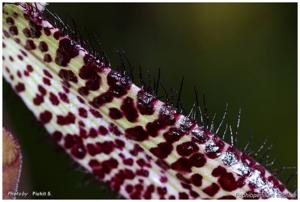 Paphiopedilum ciliolare