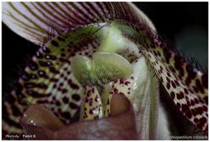 Paphiopedilum ciliolare