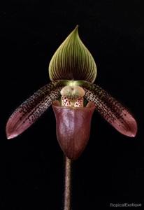 Paphiopedilum ciliolare