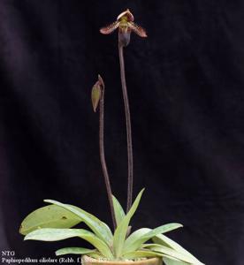 Paphiopedilum ciliolare