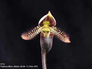 Paphiopedilum ciliolare