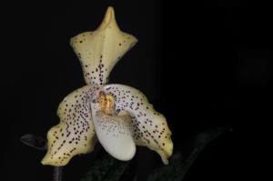 Paphiopedilum concolor