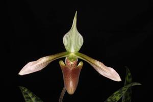 Paphiopedilum dayanum