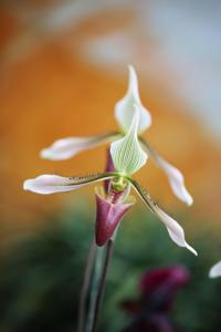 Paphiopedilum dayanum