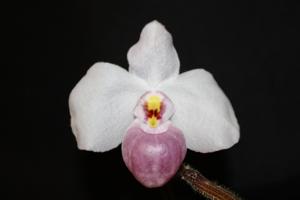 Paphiopedilum delenatii