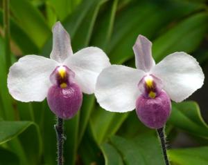 Paphiopedilum delenatii