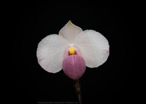 Paphiopedilum delenatii