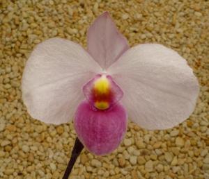 Paphiopedilum delenatii