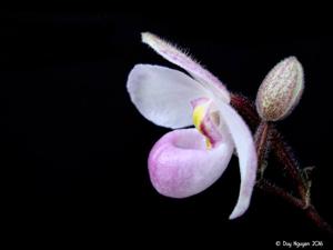 Paphiopedilum delenatii