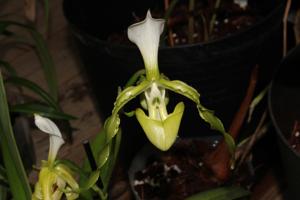 Paphiopedilum dianthum