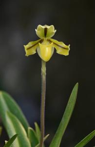 Paphiopedilum druryi