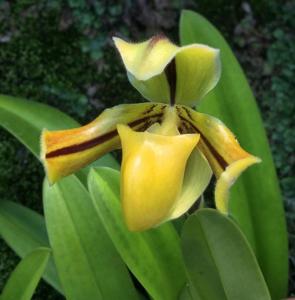 Paphiopedilum druryi