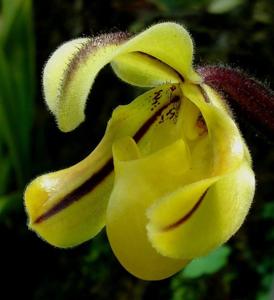 Paphiopedilum druryi