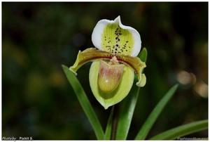 Paphiopedilum exul