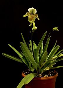 Paphiopedilum exul