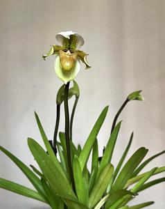 Paphiopedilum exul