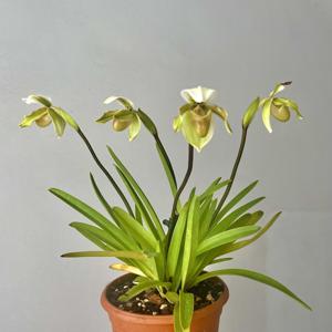 Paphiopedilum exul