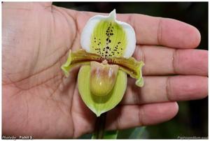 Paphiopedilum exul